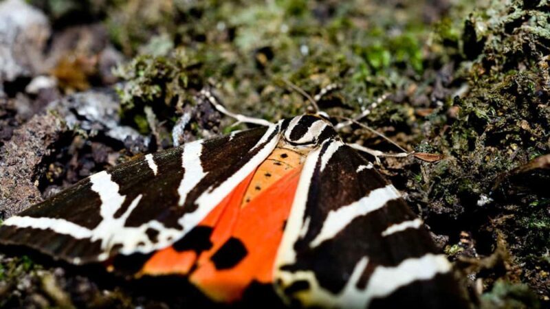 Private tour: Butterflies Valley & Lindos Village (FD) - Discover Rhodes’ Hidden Gems with a Private Tour to Butterflies Valley & Lindos Village