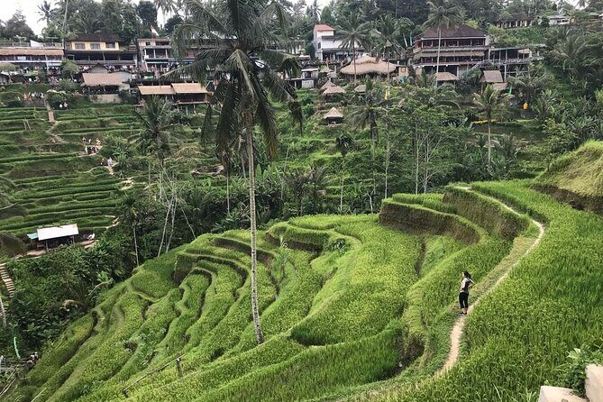 Private Tour by Japanese & English Speaking Driver-KINTAMANI TOUR - Overall Value and Suitability