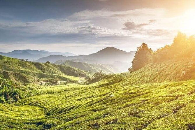 Private Tour : Cameron Highland Day Trip from Kuala Lumpur - The Value Proposition