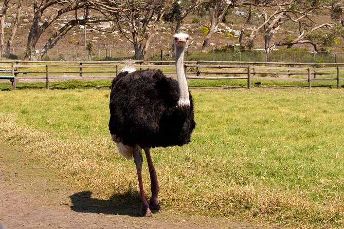 Private Tour: Cape of Good Hope and Boulders Beach Penguin Tour - Final Words