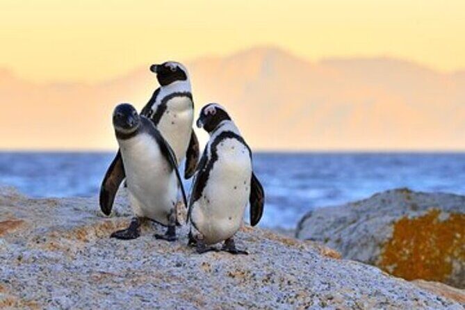 Private Tour Cape of Good Hope-Boulders Penguins from Cape Town - The Sum Up