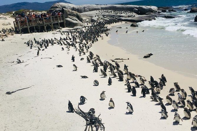 Private Tour Cape of Good Hope & Penguins Sightseeing Full day - Detailed Breakdown of the Itinerary