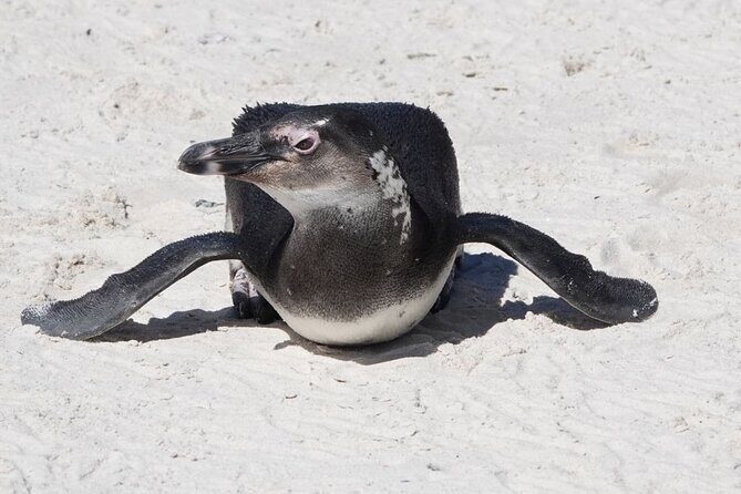Private Tour Cape of Good Hope with Penguins - Who Is This Tour Best Suited For?