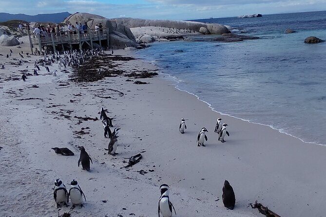 Private Tour : Cape of Good Hope,Penguin Colony& Muizenberg Beach - Noordhoek Farm Village for a Quick Bite