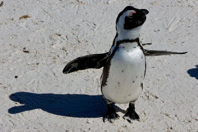 Private Tour : Cape of Good Hope,Penguin Colony& Muizenberg Beach - Visit to the Ostrich Farm