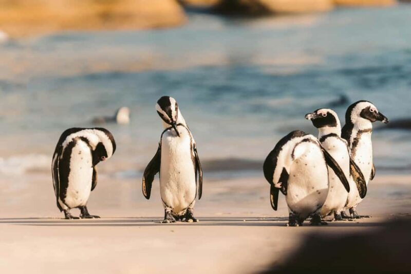 Private Tour: Cape Point, Penguins, Chapmans Peak & more... - The Itinerary in Detail: What to Expect