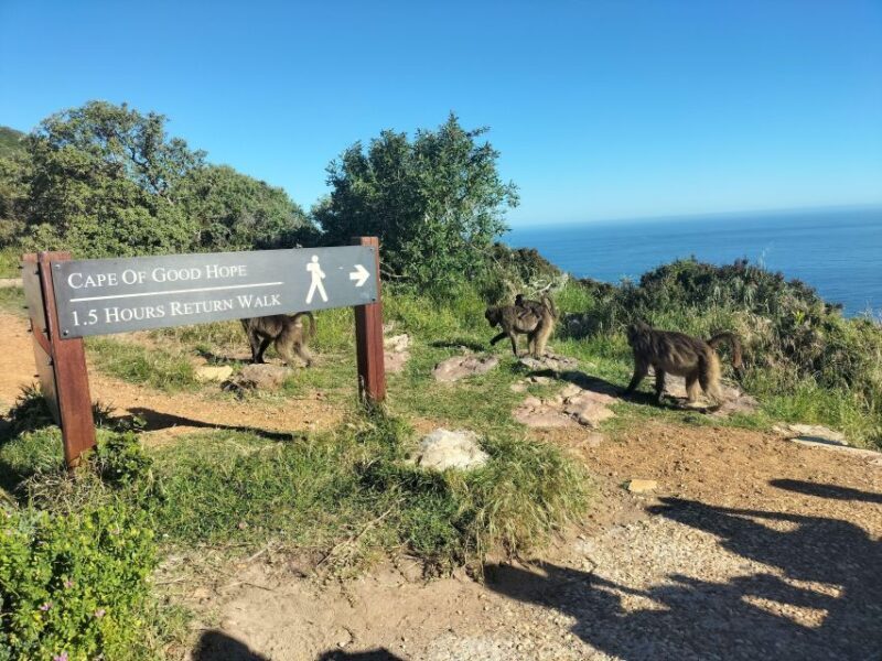 Private Tour: Cape Point, Penguins, Chapmans Peak & more... - FAQs
