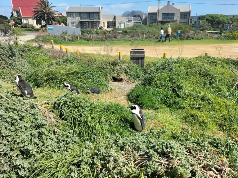 Private Tour: Cape Town to Cape Agulhas where 2 Oceans Meet - Exploring the Journey from Cape Town to Cape Agulhas