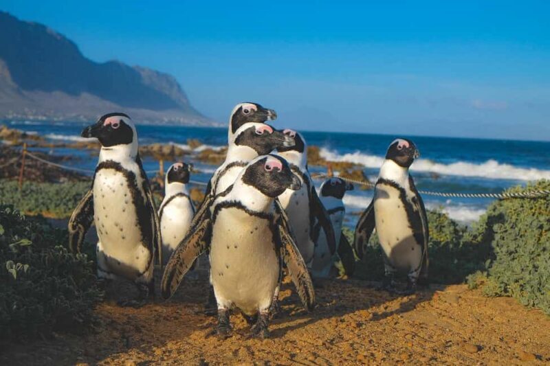 Private Tour: Cape Town to Cape Agulhas where 2 Oceans Meet - Who Would Love This Tour?
