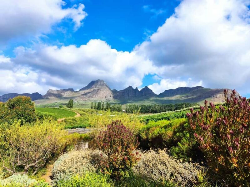 Private Tour: Cape Winelands to Stellenbosch & Franschhoek - Final Thoughts