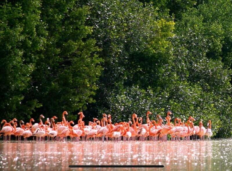 Private Tour Celestun Flamingo Watching and Beach - Discovering Celestún: A Natural Wonderland