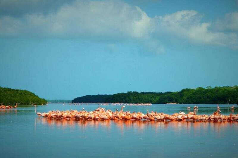 Private Tour Celestun Flamingo Watching and Beach - Flamingos: The Pink Spectacle (Seasonal)