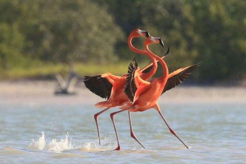Private Tour Celestun Flamingo Watching and Beach - Practical Details & Pricing Value