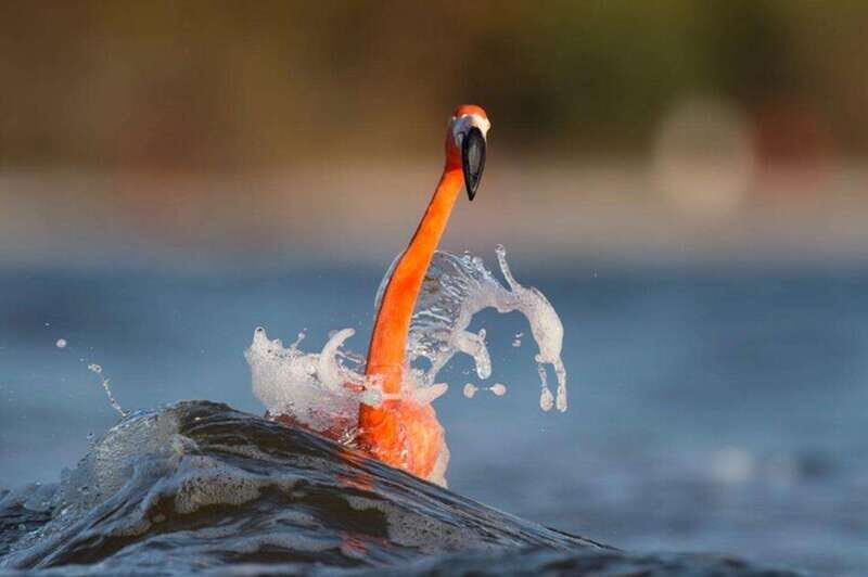 Private Tour Celestun Flamingo Watching and Beach - FAQ