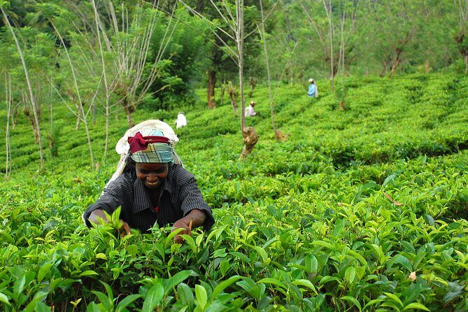 Private Tour Ceylon Tea Experience from Colombo - Key Points