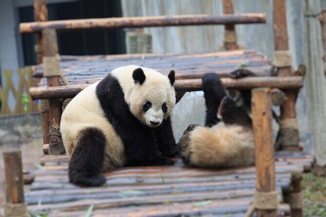 Private Tour Chengdu Panda Breeding Center with Volunteer - Key Points