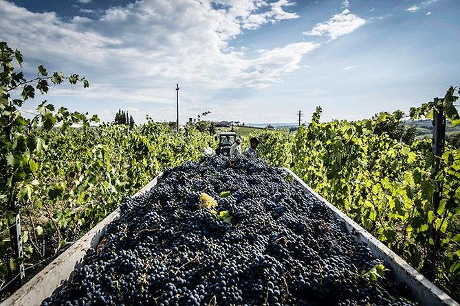 private-tour-chianti-winery-montefioralle-and-greve-in-chianti