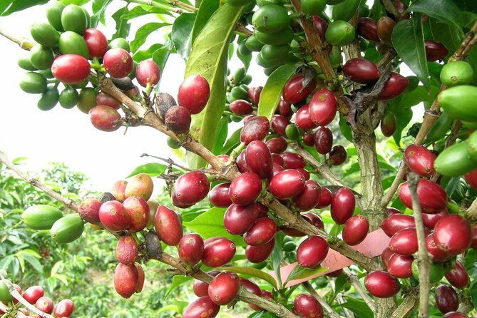 private-tour-coffee-plantation-coloma-transportation-lunch