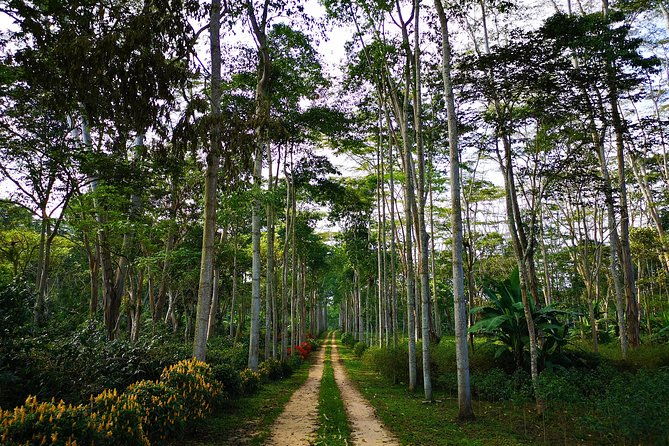 private-tour-coffee-tour-cultivations