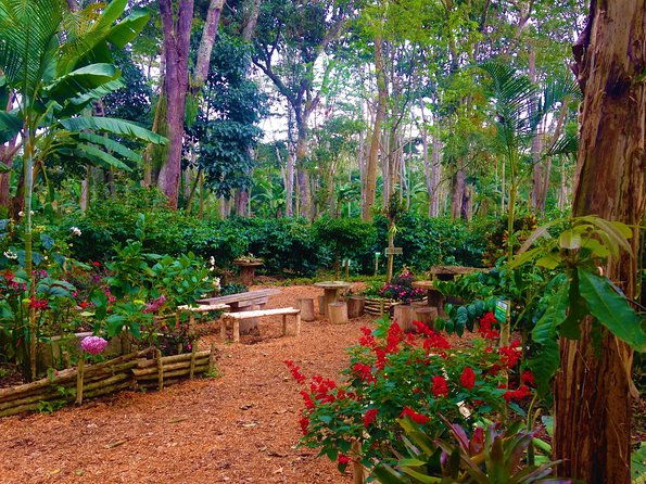 private-tour-coffee-tour-cultivations