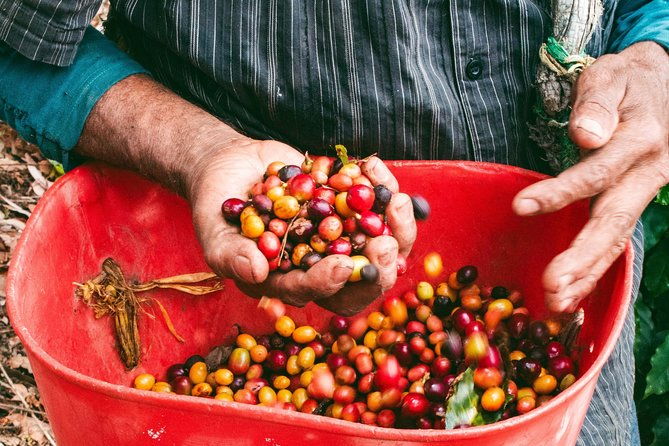 private-tour-colombian-coffee-farm-culture-from-medellin-from-crop-to-cup