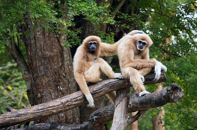 Private Tour: Cu Chi Tunnels and Cao Dai Temple - FAQ