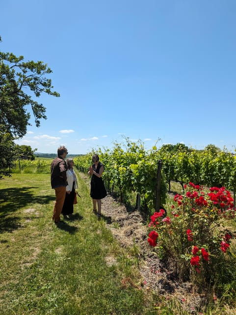 private-tour-day-in-the-heart-of-the-cognac-vineyards