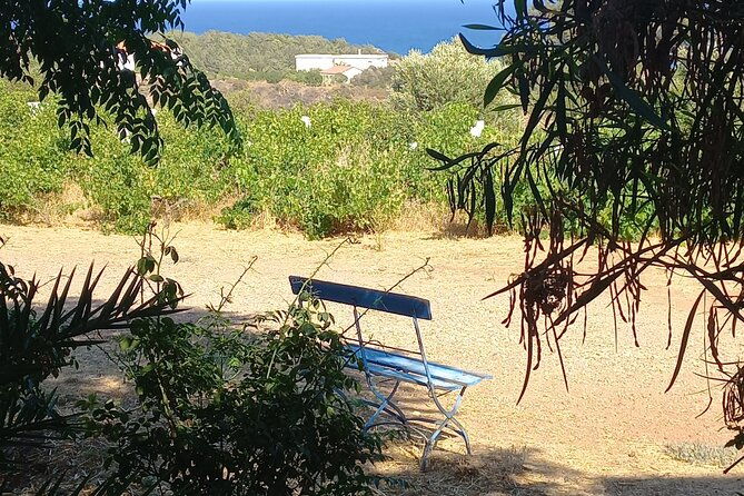 private-tour-discover-the-secret-world-of-olives-in-afantou
