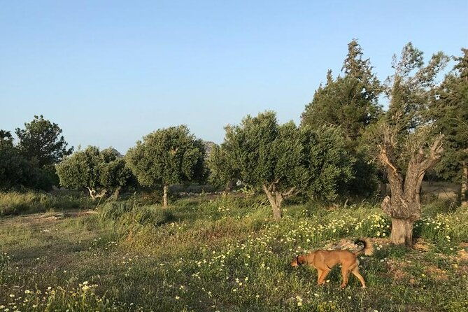 private-tour-discover-the-secret-world-of-olives-in-afantou