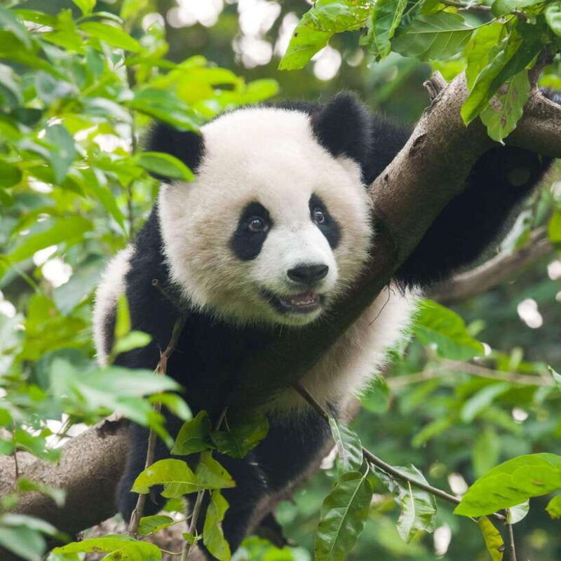 private-tour-discovering-pandas-the-majestic-giant-buddha
