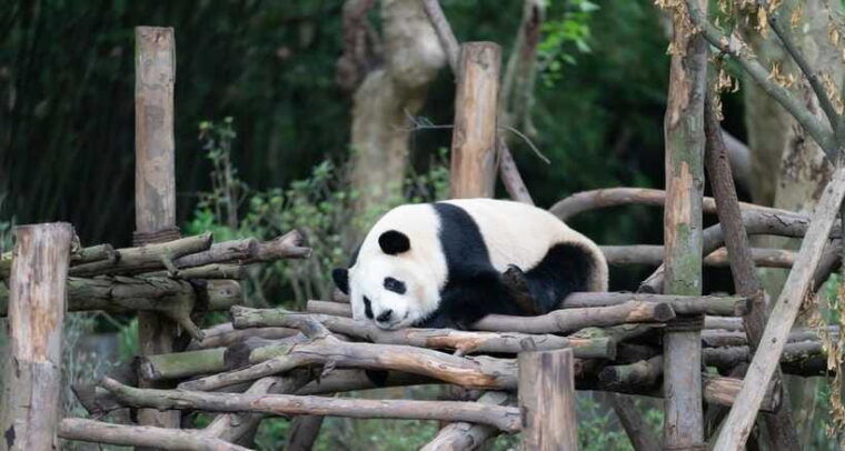 private-tour-discovering-pandas-the-majestic-giant-buddha