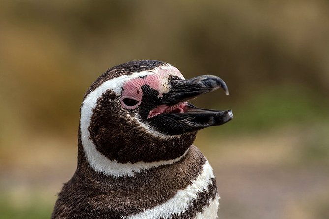 private-tour-discovering-punta-tombo-penguin-reserve-from-puerto-madryn