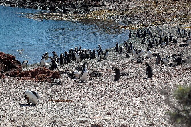 private-tour-discovering-punta-tombo-penguin-reserve-from-puerto-madryn