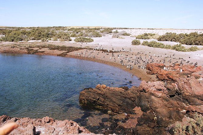 private-tour-discovering-punta-tombo-penguin-reserve-from-puerto-madryn