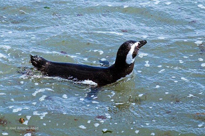 private-tour-discovering-punta-tombo-penguin-reserve-from-puerto-madryn