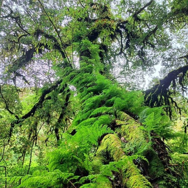 private-tour-doi-inthanon-trekking-kew-mae-pan-nature-trail