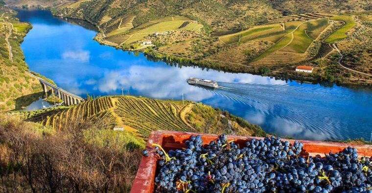 private-tour-douro-valley-wine-and-food-from-oporto