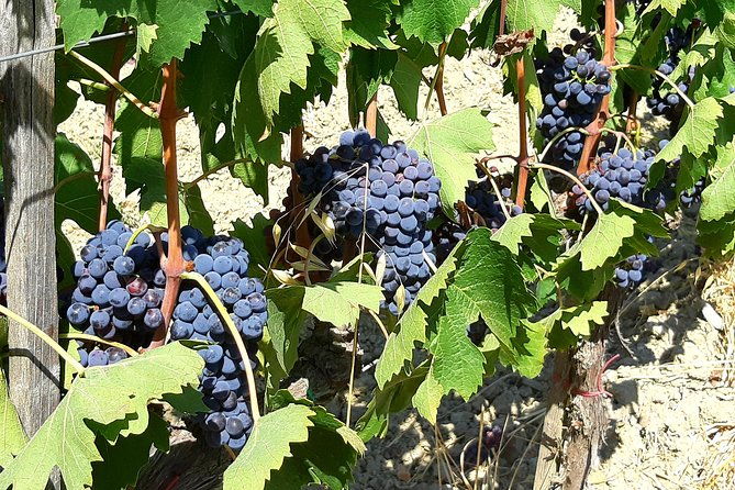 private-tour-florence-chianti-in-one-day-with-lunch-and-tasting-in-winery