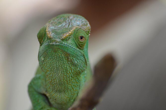 Private Tour for the Highlights of Madagascar - Final Impressions: Is This Tour Worth It?