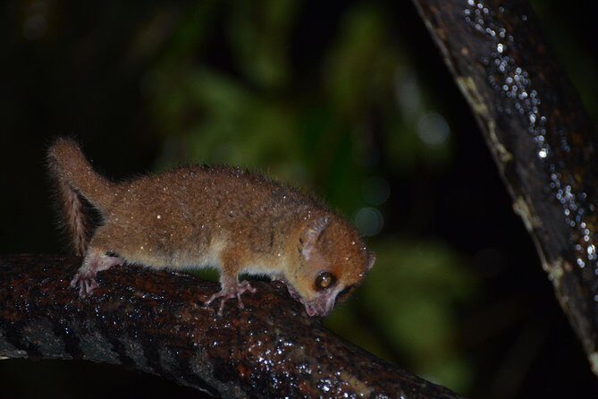 Private Tour for the Highlights of Madagascar - Final Thoughts