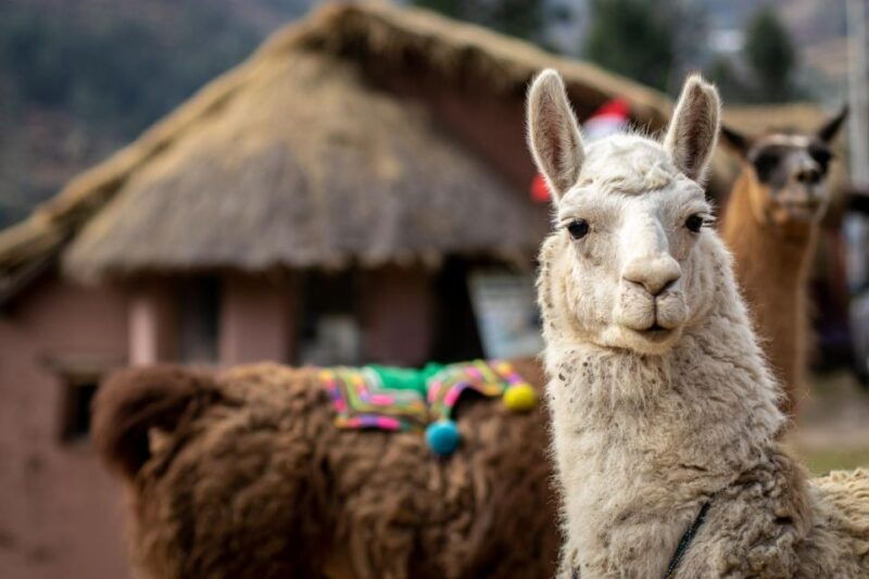 private-tour-from-cusco-llama-treking-healing-with-clay