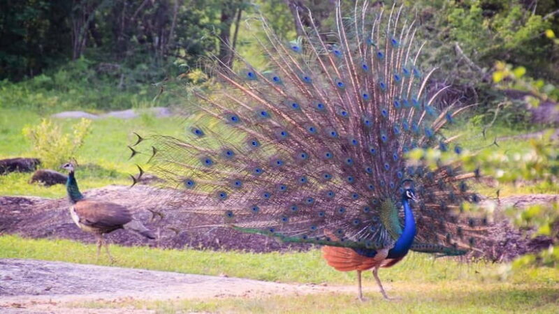 Private Tour from Ella to Hiriketiya with Yala Safari - FAQs