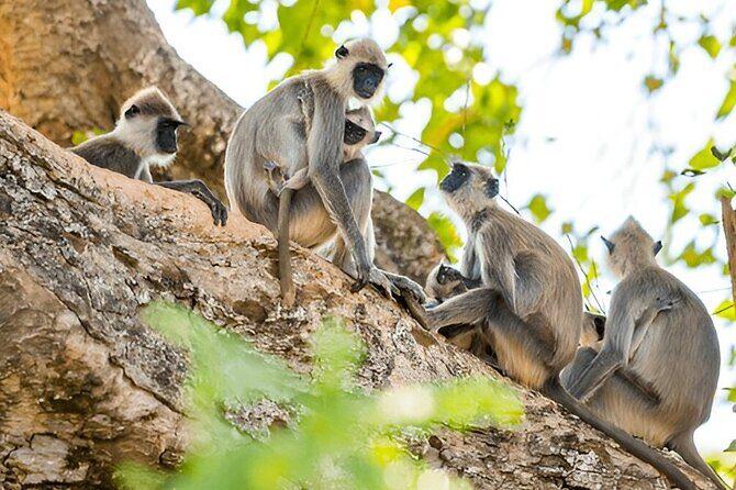 Private Tour from Ella to Tangalle with Udawalawe Safari - Transportation and Value