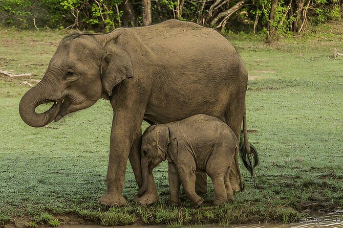 Private Tour from Ella to Tangalle with Udawalawe Safari - Final Thoughts