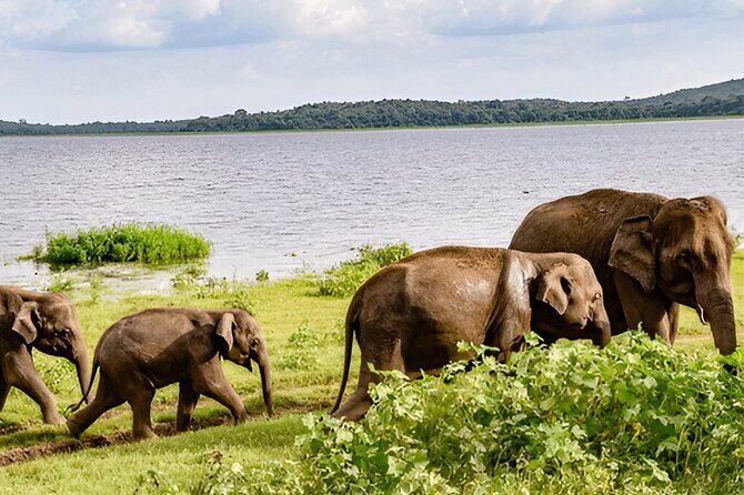 Private Tour from Ella to Tangalle with Udawalawe Safari - FAQ