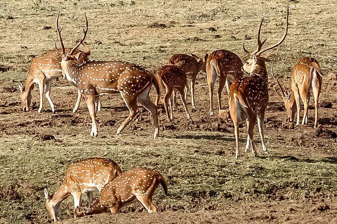 Private Tour from Mirissa to Ella with Udawalawe Safari - An In-Depth Look at the Tour Experience