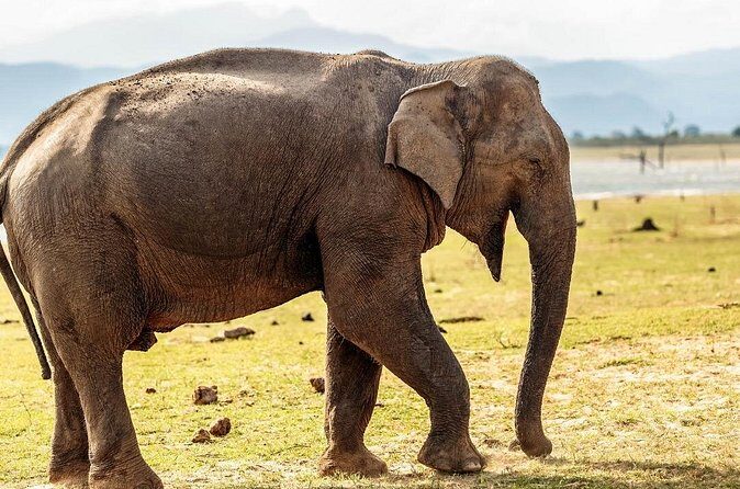 Private Tour from Mirissa to Ella with Udawalawe Safari - Why This Tour Is Worth Considering