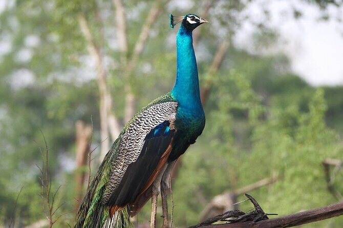 Private Tour from Mirissa to Ella with Udawalawe Safari - An In-Depth Look at the Experience