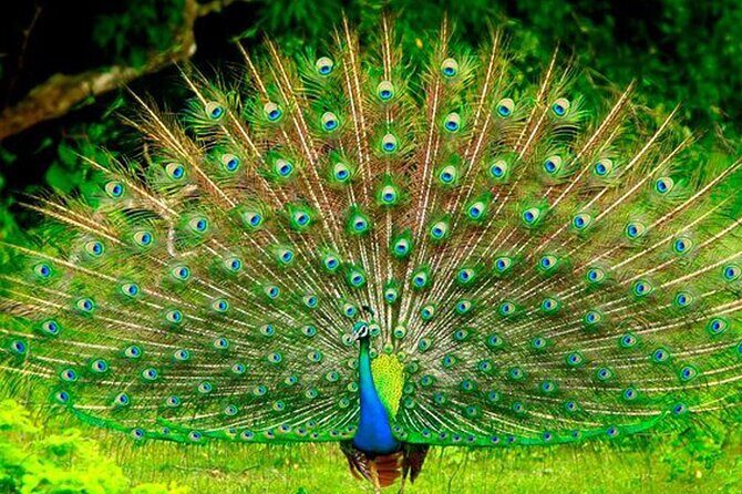 Private Tour from Mirissa to Ella with Udawalawe Safari - The Sum Up