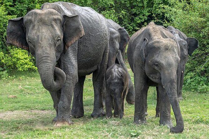 Private Tour from Mirissa to Ella with Udawalawe Safari - FAQ